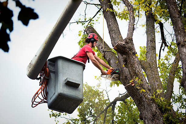 Best Palm Tree Trimming  in Skidway Lake, MI